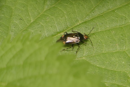 Deraeocoris flavilinea