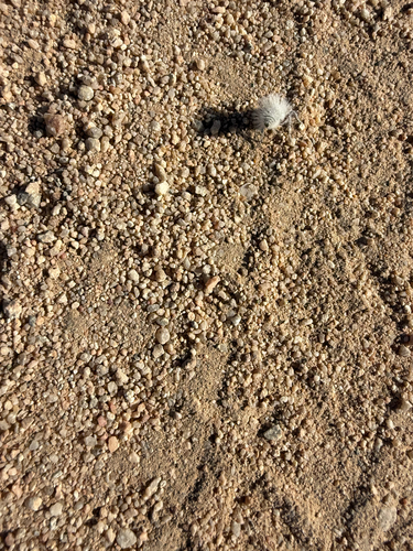 Thistledown Velvet Ant