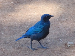 Lamprotornis chalybaeus
