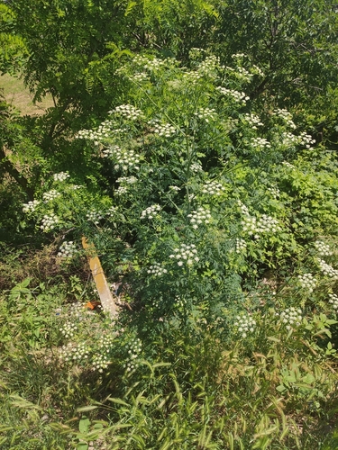 poison hemlock
