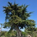 Monterey Cypress - Photo (c) ajpena61, some rights reserved (CC BY-NC), uploaded by ajpena61