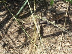 Meroles squamulosus