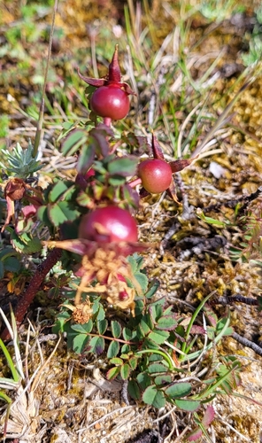 Burnet Rose