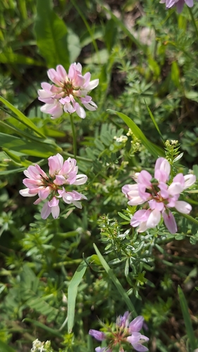 purple crownvetch