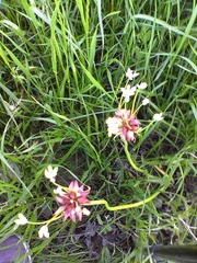 Allium fraseri