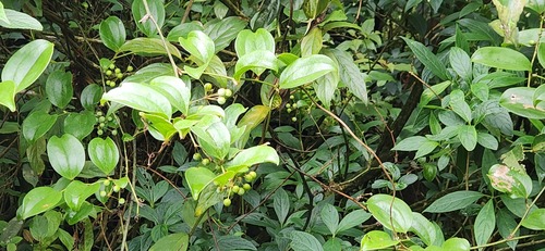 Smilax china, photograph 6