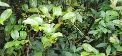 Smilax china, photograph (c) 胡正恆(Jackson Hu), some rights reserved (CC BY)