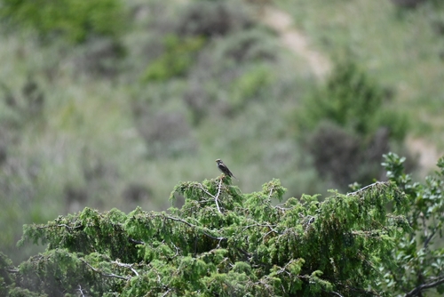 Corn Bunting