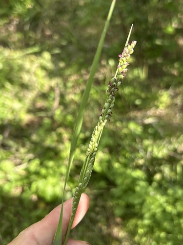vine mesquite