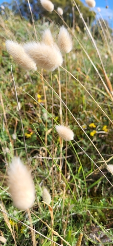 Hare's Tail Grass