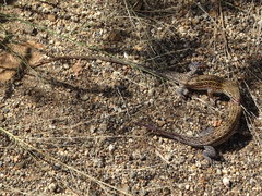 Meroles squamulosus