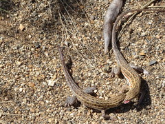 Meroles squamulosus