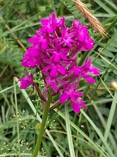 pyramidal orchid
