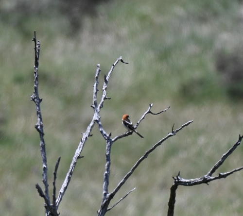 Woodchat Shrike