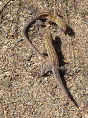 Meroles squamulosus