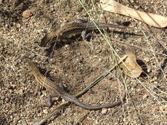 Meroles squamulosus