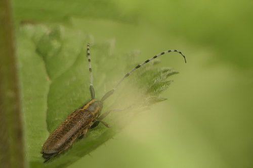 Golden-bloomed Longhorn Beetle