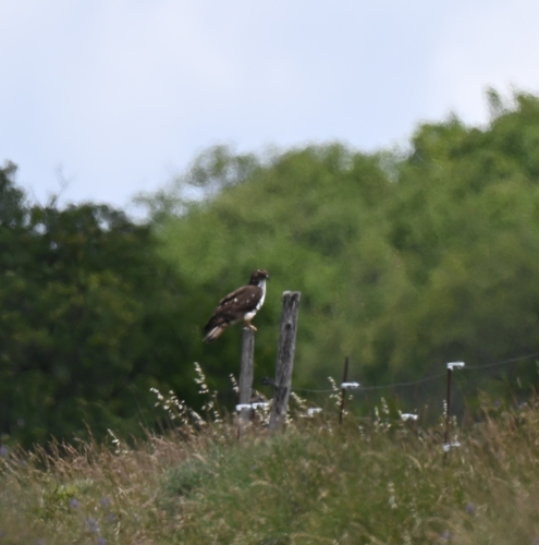 European Honey-buzzard