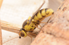 Chlorops