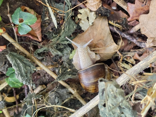 Roman Snail