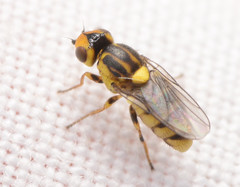 Chlorops