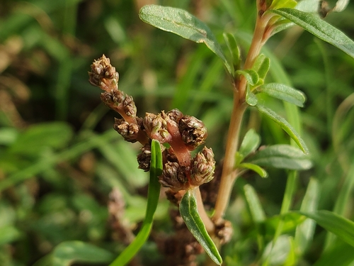 Amaranthus muricatus