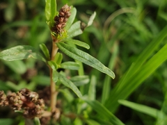 (c) Felipe Horton, some rights reserved (CC BY) Amaranthus muricatus, photograph (c) Felipe Horton, some rights reserved (CC BY)