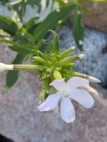 common soapwort
