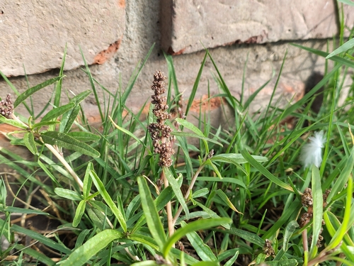 Amaranthus muricatus, photograph 2