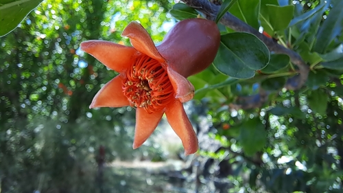 pomegranate