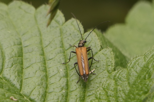 Oedemera femorata