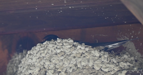 Barn Swallow
