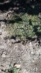 Euphorbia polycarpa polycarpa