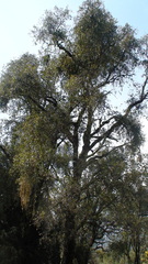 Alnus jorullensis