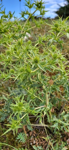 Field Eryngo