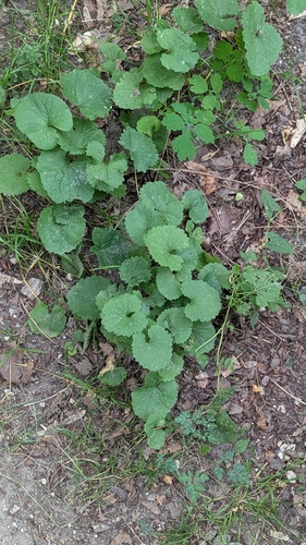 garlic mustard