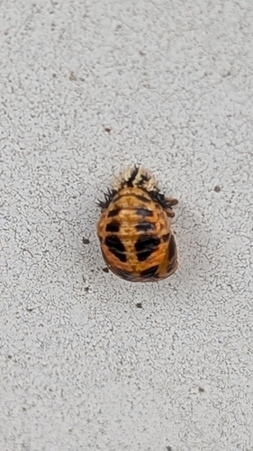 Asian Lady Beetle