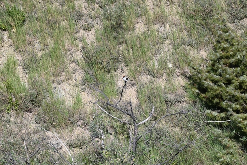 Woodchat Shrike