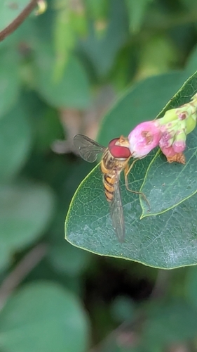 Marmalade Hover Fly