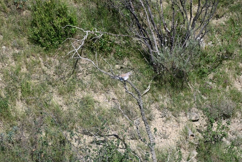 European Turtle-Dove