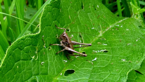 Dark Bush-cricket