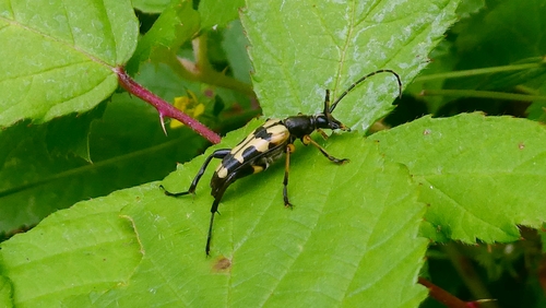 Spotted Longhorn Beetle