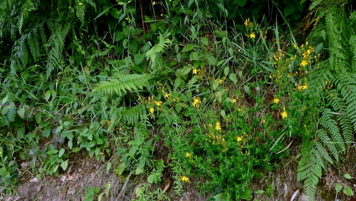 Slender St John's-wort