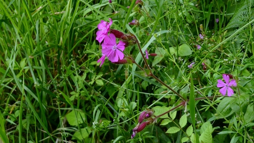 red campion