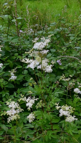Meadowsweet