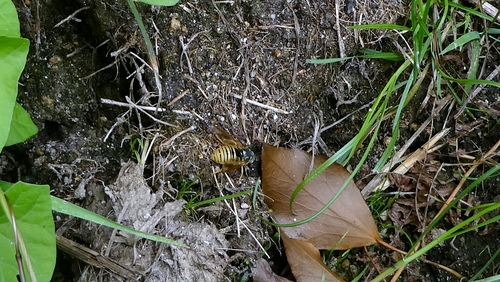 Temnostoma vespiforme