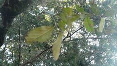 Alnus jorullensis