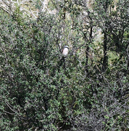 Red-backed Shrike