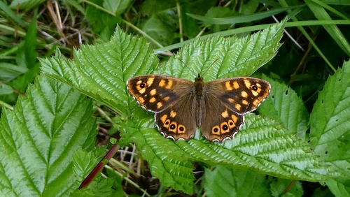 Speckled Wood