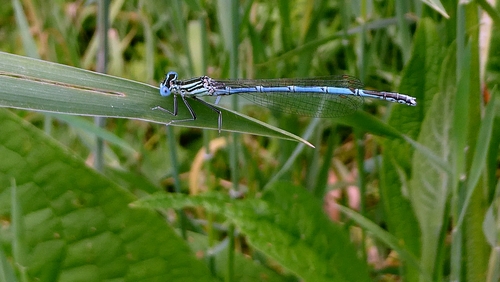 Blue Featherleg